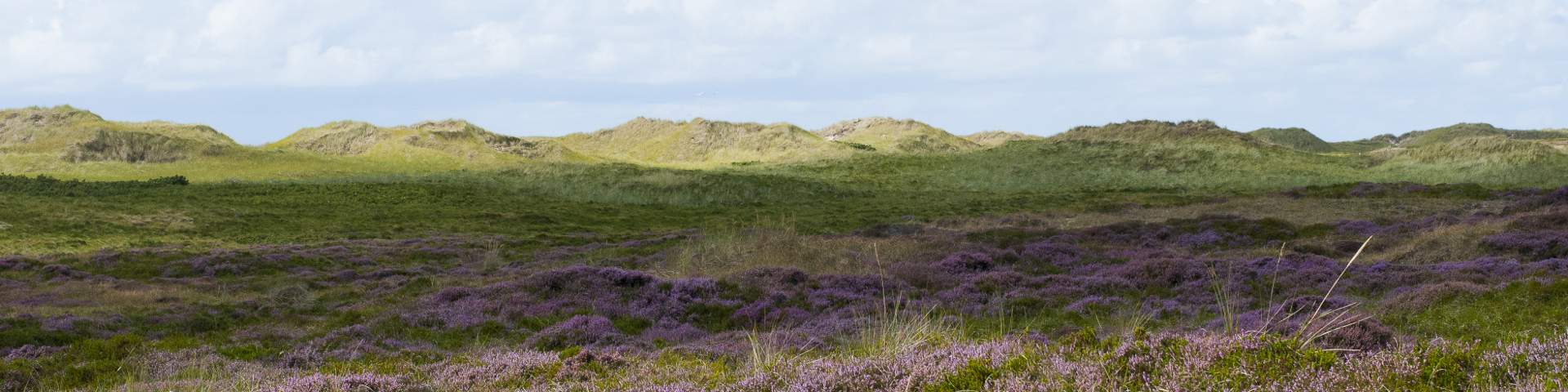 /site/assets/files/1/header_home_heidelandschaft.jpg